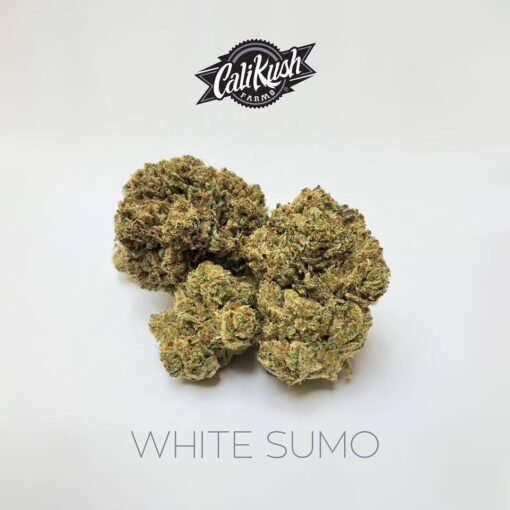 white sumo strain