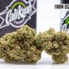 farm og strain | farm og strain cali kush farms