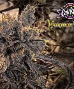 california kush banana purple punch seeds