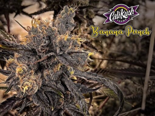 california kush banana purple punch seeds