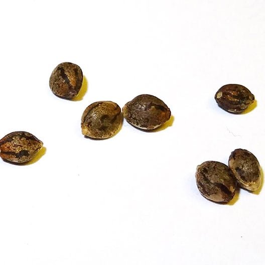 platinum bubba kush seeds
